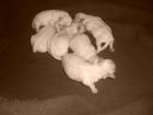 HURRA DIE WELPEN SIND DA