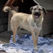 Millie sucht ein Zuhause