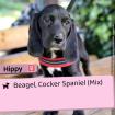 Die 5 Speagels - 4 Hündinnen 1 Rüde 4 Monate jung Beagle Cocker Spaniel Mix