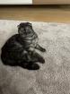 Scottish Fold / British Kurzhaarkatze
