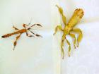 Biete Eier diverser Phasmiden Neohirasea maerens Achrioptera fallax Exatosoma