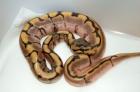 Biete Python regius Nachzuchten 2022 Calider Fire Spider Oddball Firefly