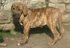 Sehr schöne Fila brasileiro Welpen
