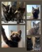 Kitten Maine Coon mix