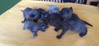 Selkirk Rex - superflauschig bis lockig -sucht Dich