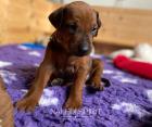 Wunderschöne red wheaten und dark red wheaten Rhodesian Ridgeback Welpen