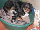 Australian Shepherd Welpen 3 Rüden und 2 Hündinnen außergewöhnlich schön gezeic