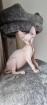 Sphynx- Katzenbaby
