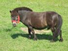 Mini Shettywallach 7 Jahre 0 89m 350 VHB