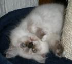 Nur noch 1 reinerbiges Selkirk Rex glatthaar Mädchen