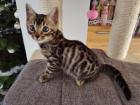 Bengal Kitten Männchen