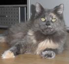 Typvolle Maine Coon Kastraten Katzen aus Düsseldorf