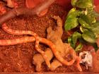 Kornnatter pärchen Red Albino Amelanistic