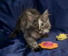 Wundervolle reinrassige Maine Coon Babys mit Papieren