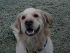 Golden Retriever Rüde 2 5 J. kastriert