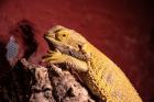 Bartagame Weibchen mit Terrarium