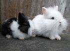 Mini-Zwergkaninchen Löwenzwerge Farbenzwerge Löffelohren