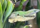 Rotkehlanolis anolis carolinensis