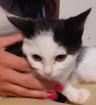 Orea - süßes Kitten sucht Zuhause aus dem Tierschutz / gechipt geimpft