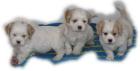 Wir dürfen ausziehen - Cocker Shih tzu - unter 30 cm
