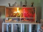 Grüner Leguan mit Terrarium