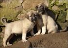 Sivas Kangal Welpen vom Bauernhof - der Freund Wächter für Familie Tiere Gr