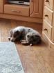 Bordercollie Welpen langhaarig mit Papieren Ahnentafeln