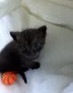 Türkisch van Kitten mix