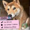Chotto - freundlich total süss