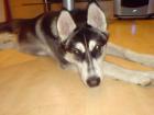 6 Monate alter Sibirian Husky Welpe