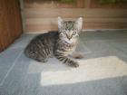 Katzenbabys 9 wochen alt