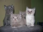 Bildschöne Bkh Kitten