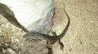 Varanus panoptes Horni Arguswaran 0. 0. 2