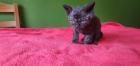 Selkirk Rex - superflauschig bis lockig -sucht Dich Zulu