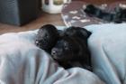 Süße Zwergschnauzer Welpen