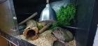 Königspython mit Terrarium Zubehör