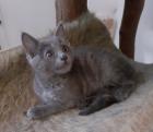 Siva - graues Kitten sucht Zuhause aus dem Tierschutz / gechipt geimpft