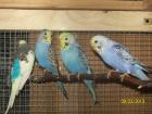 Verkaufe junge Wellensittiche verschiedene Farben und neues Vogelzubehör