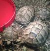 Maurische Landschildkröten Testudo graeca ibera
