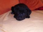 9 Süsse Labradorwelpen zu Verkaufen