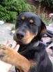 Junge wunderschöne kinderliebe Rottweilerhündin zu verkaufen.