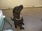 Balou sucht ein zuhause