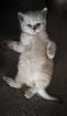 Scottish Straight Kitten