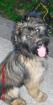 Briar-Minischnauzer Mischling