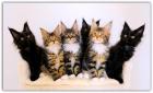 Sechs klassische Maine Coon Kitten mit Stammbaum.