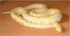 NZ08 Albino Tigerpython Weibchen ca. 2m