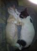 2 Süsse Katzenbaby abzugeben