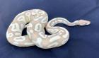 Verkaufe Königspythons aus Nachzuchten 2022/ 2022 Banana Mojave etc