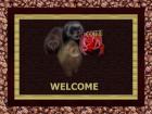 Frettchen Webdesing