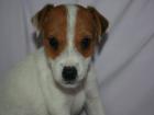 Parson Jack Russell Terrier Welpen